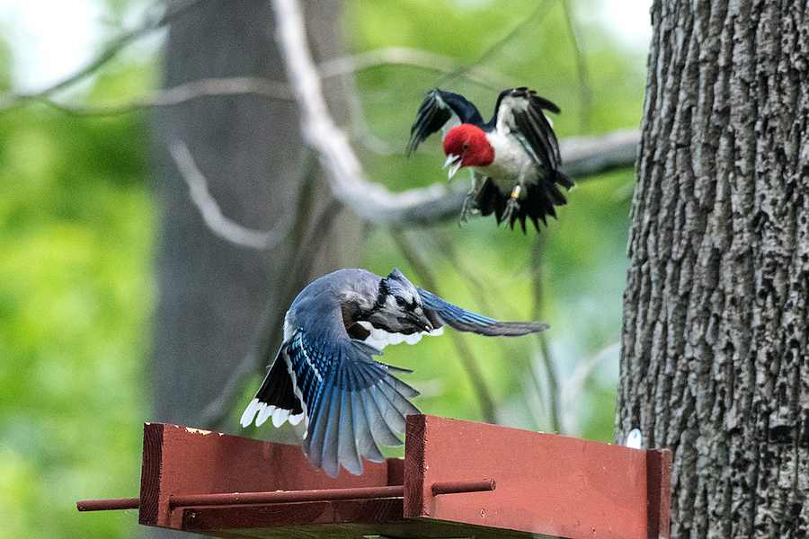 Red headed woodpecker and bluejay