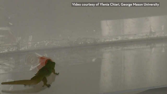 Animated image of the a gecko sampling nectar in a lab setting.