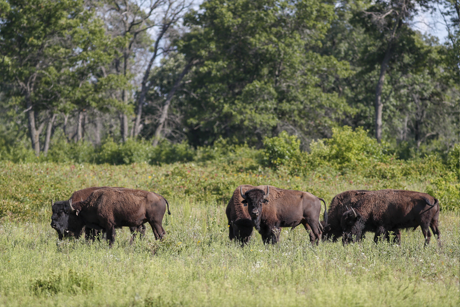 Bison grazing in the prairie