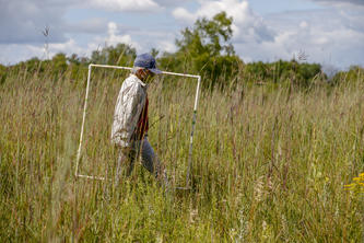A researcher walks through tall grass carrying a tube frame.