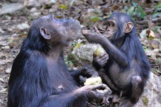 A young chimpanzee begs for food from his mother, who is holding a partially eaten fruit.