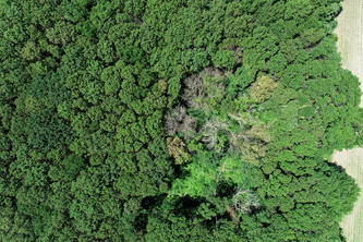 Aerial view of healthy trees surrounding dead and wilting trees impacted by oak wilt.