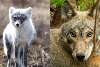 Arctic foxes (left) and wolves (right) are two examples of predators that have an outsized impact on ecosystems by creating ecological hotspots. Photo credit: Chloé Warret Rodrigues and Voyageurs Wolf Project.