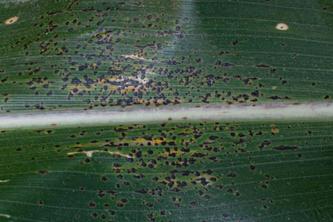 Close-up image of  corn tar spot.