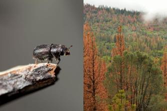 Image of mountain pine beetle next to image of red and green trees in a forest. 
