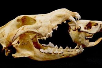 Image of wolf and beaver skull. 