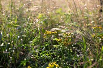 The compact yellow flowers of common tansy in a sunlit field, surrounded by grasses.