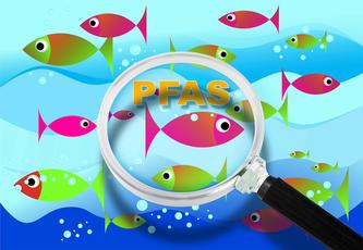 Illustration showing fish in water with a magnifying glass over the word "PFAS"