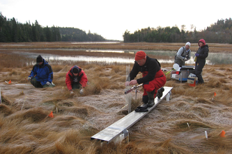 Image of collecting marsh elevation and other data at a wetland site in New Brunswick, Canada