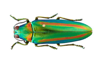 Close-up of jewel beetle specimen with green, blue and orange hues.