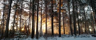 Orange and yellow sunrays poke over the distant horizon and through a stand of mature tree trunks on a winter morning at the Cloquet Forestry Center in northern Minnesota