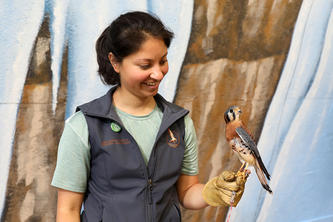 Savannah Maiers, dark hair, blue T-shirt and gray vest, holds a gray, cream, black, white and orange osprey on a gloved hand.