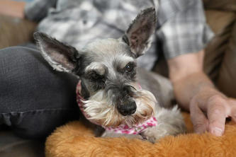 Tara, a schnauzer dog, relaxes on a dog bed