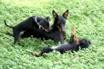 three daschund puppies in a field playing