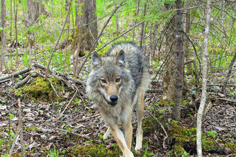 A wolf on trail approaching a camera