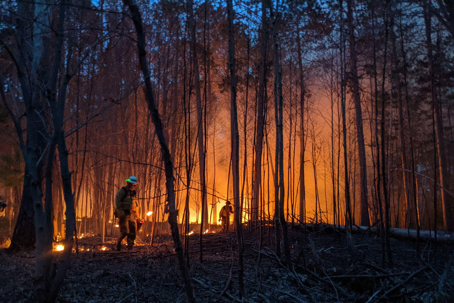 Firefighters executing a prescribed burn of the forest