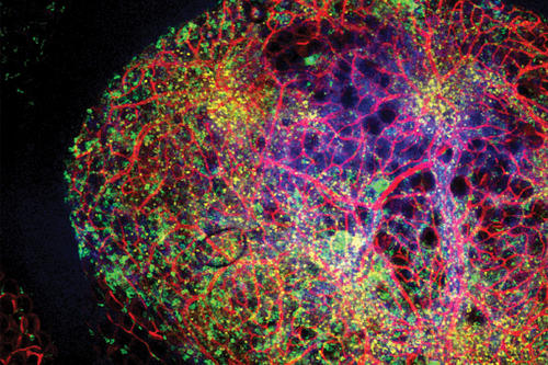 A micrograph showing fat-associated lymphoid clusters (multicolored) in abdominal adipose tissue of a mouse.
