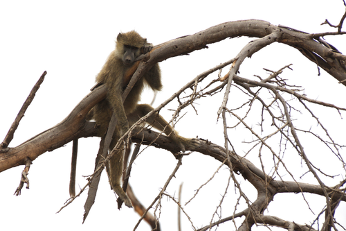 Baboon in tree.