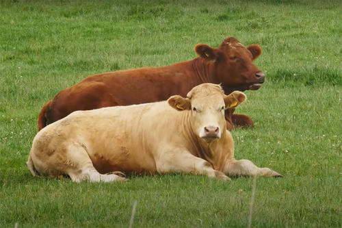Two cows lying in a field