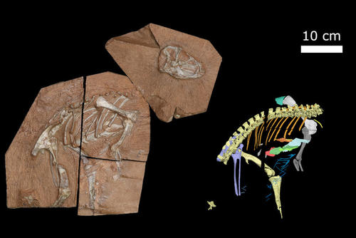 The newly discovered Heterodontosaurus tucki specimen (left), along with the researchers’ digital reconstruction of the fossil (right), shows the dinosaur’s unusual paddle-shaped ribs and small, toothpick-like bones. Credit: Viktor Radermacher