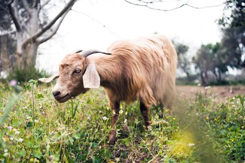 grazing goat