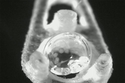 Cryopreserved tiny droplet encapsulated with pancreatic islet cells