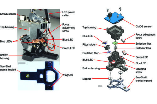 The researchers created the miniaturized, head-mounted microscope for studying the mouse brain using LEDs for illumination, miniature lenses for focusing, and a complementary metal-oxide-semiconductor (CMOS) for capturing images. It includes interlocking magnets that let it be easily affixed to structurally realistic 3D-printed transparent polymer skulls, known as See-Shells, that the researchers developed in previous studies. Credit: Rynes and Surinach, et al., Kodandaramaiah Lab, University of Minnesota