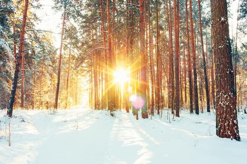 Image of snow covered forest with sun shining