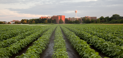 Crop field on the St. Paul Campus