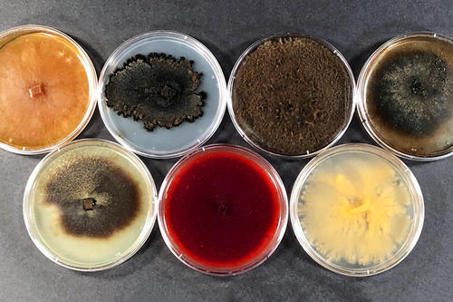 Red, orange, blue yellow, brown and tan fungi isolated from ash trees grow in separate petri dishes. 