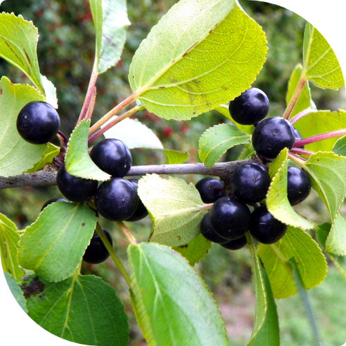 Buckthorn with fruit