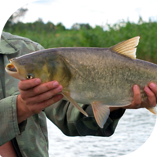 Fisherman holding a large silver carp in his hands.