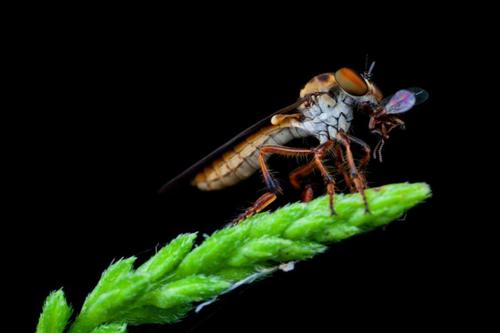 Adult gnat sits atop a small green plant bud, holding its prey.