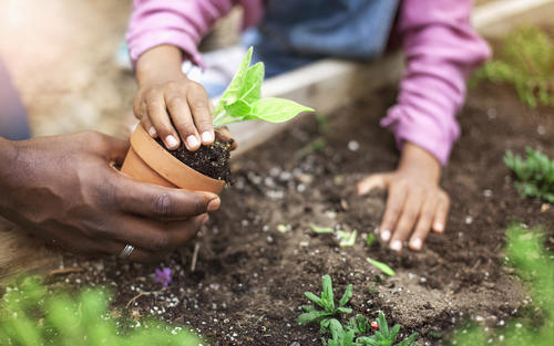 hands of Black adult and child planting a seedling in a garden