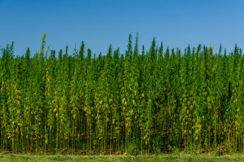 Growing high cbd cannabis