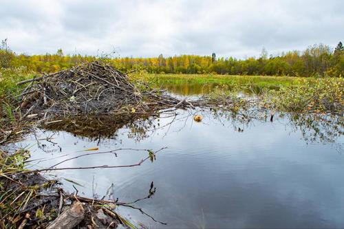 Beavers support freshwater conservation and ecosystem stability |  University of Minnesota