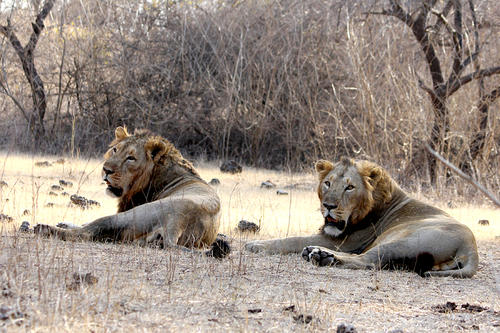 Two male lions rest in the shade. 