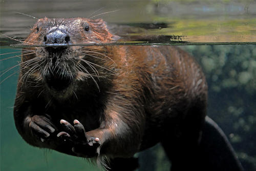 A beaver swims toward the camera.