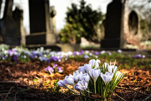 A bunch of small white flowers blooms in the foreground, with brown earth and headstones in the background.