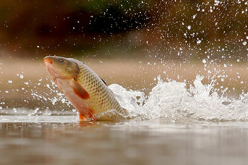 A carp, halfway out of the water, with a tailing splash.