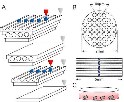 A diagram drawing that illustrates the 3D-printed scaffold used to treat spinal cord injuries