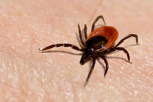 A female deer tick, black except for red on rear abdomen, on a white person&#039;s hand.