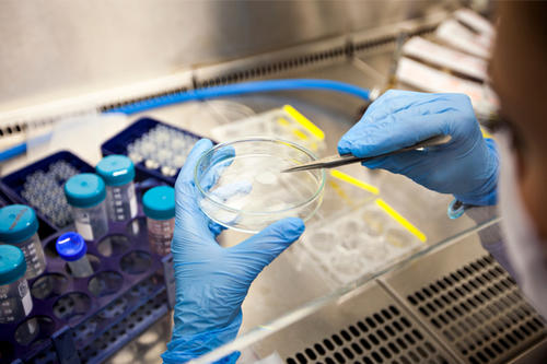 A pair of blue-gloved female hands works with a petri dish.