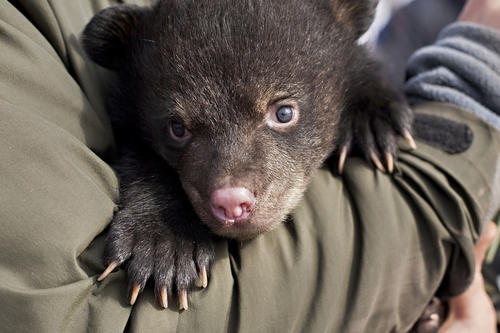 A researcher holds a baby black bear