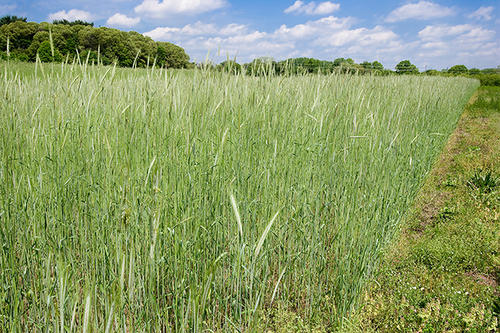 A rye cover crop in the field