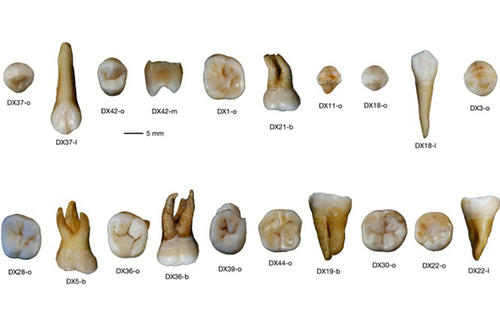 A sampling of teeth from Fuyan Cave shows chewing surfaces and roots.