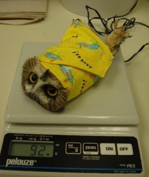 A saw-whet owl, bundled in a yellow cloth, being weighed on a digital scale
