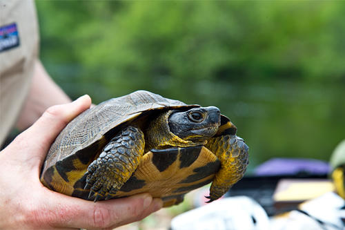 A wood turtle, with a largely yellow plastron (belly), is held by a person.