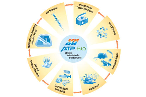 ATP-Bio loop