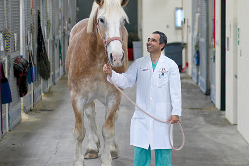 Alonso Guedes with a horse patient